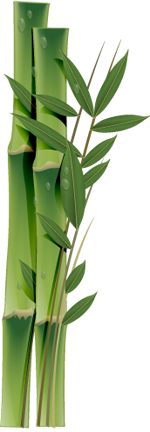 Bamboo Plant